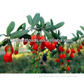 goji berries(LYCIUM BARBARUM)